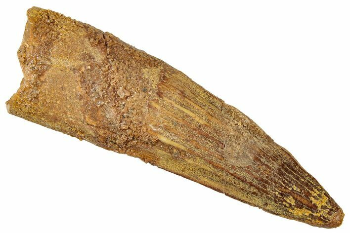 Fossil Spinosaurus Tooth - Real Dinosaur Tooth #322261